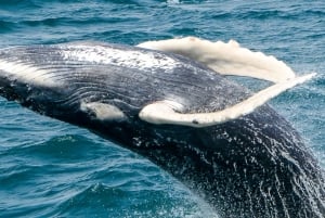 Boa Vista: Full-Day Whale Watching Tour