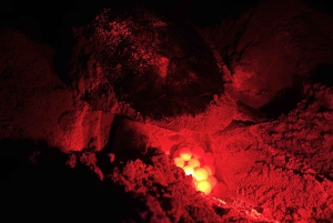 Боа-Виста: опыт черепах с сертифицированным гидом