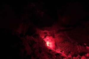 Боа-Виста: опыт черепах с сертифицированным гидом