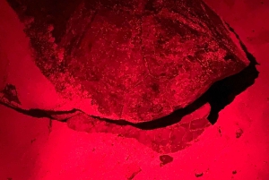 Боа-Виста: опыт черепах с сертифицированным гидом