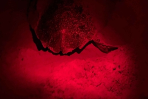 Боа-Виста: опыт черепах с сертифицированным гидом