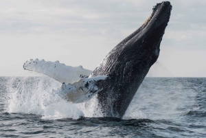 Boa Vista: Half-Day Whale Watching Tour