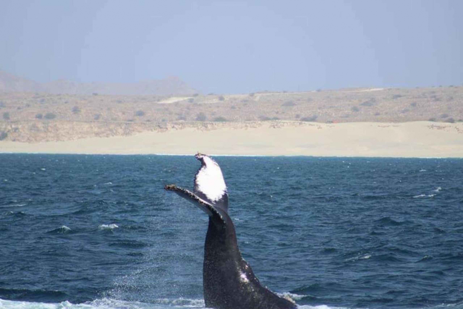 Boa Vista Island: 3-Hour Whale Watching Experience