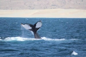 Boa Vista Island: 3-Hour Whale Watching Experience