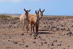 Tour in jeep 4x4 al faro di Boa Vista e all'est selvaggio