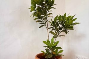 Boavista: Origens Santa Mónica, Lunch and Beach Experience