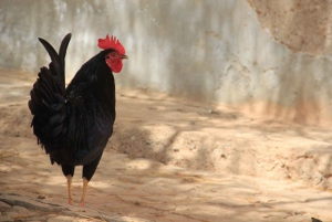 Boa Vistan koko päivän retki nelivetoisella jeepillä