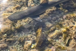 Boa Vista: Snorkling vid Gatas Bay och nordöstra turen