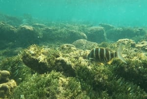 Boa Vista: Snorkling vid Gatas Bay och nordöstra turen