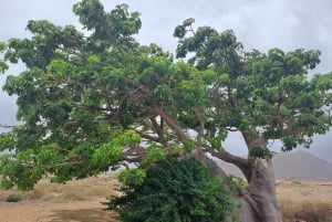Boa Vista: passeio de dia inteiro em Boa Vista com almoço