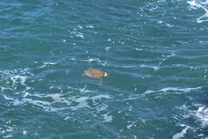 Боа-Вишта: экскурсия на весь день с обедом