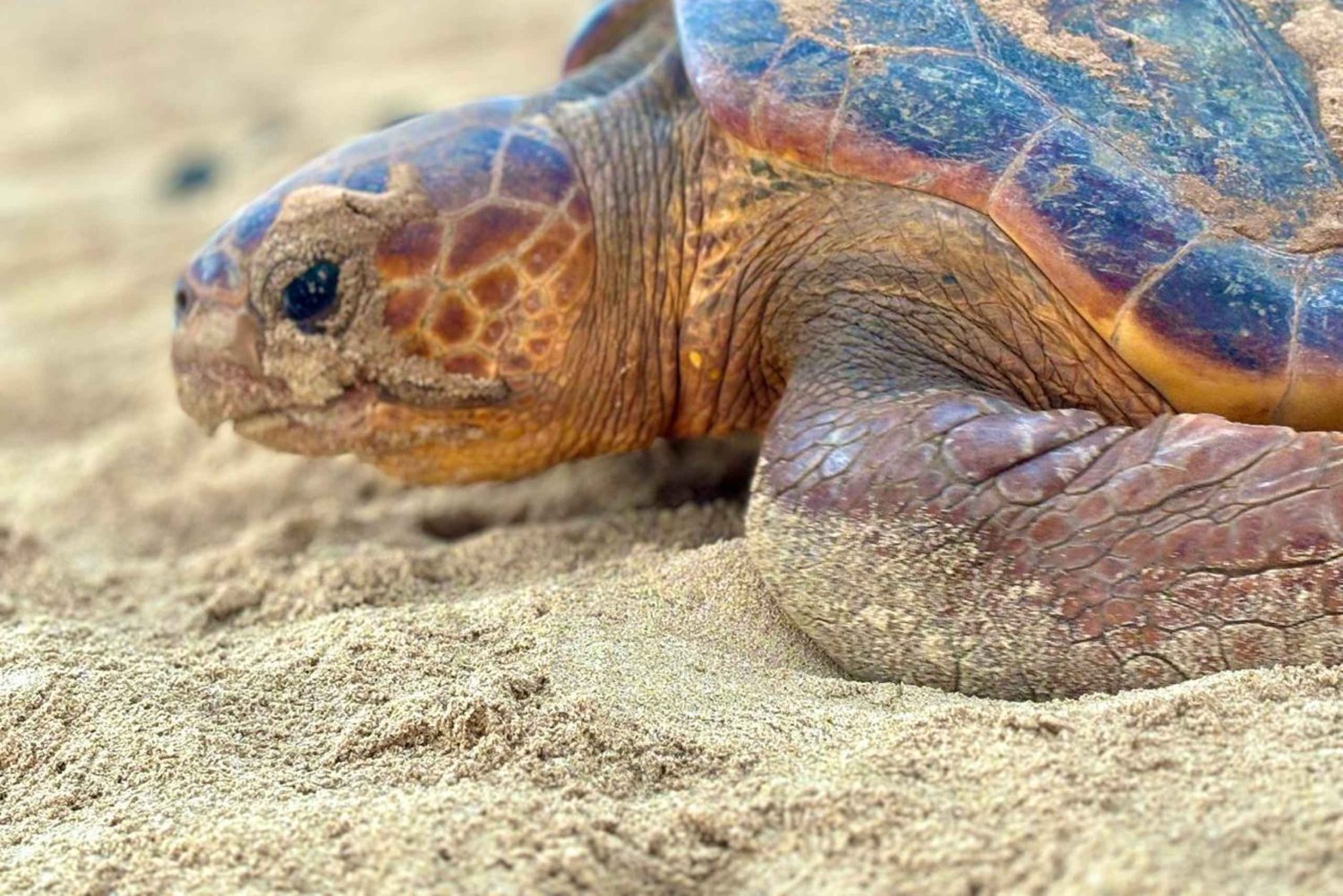 Observação de tartarugas em Boa Vista com guias certificados