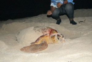 Boa Vista Turtle Watching with certified guides
