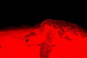 Boa Vista Turtle Watching with certified guides