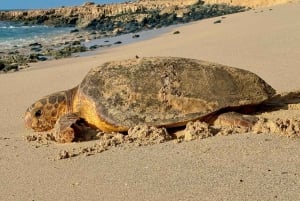 Boa Vista Turtle Watching with certified guides