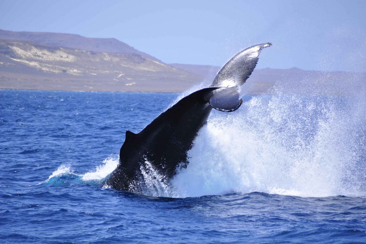 Boa Vista: Ekspedition til hvalsafari