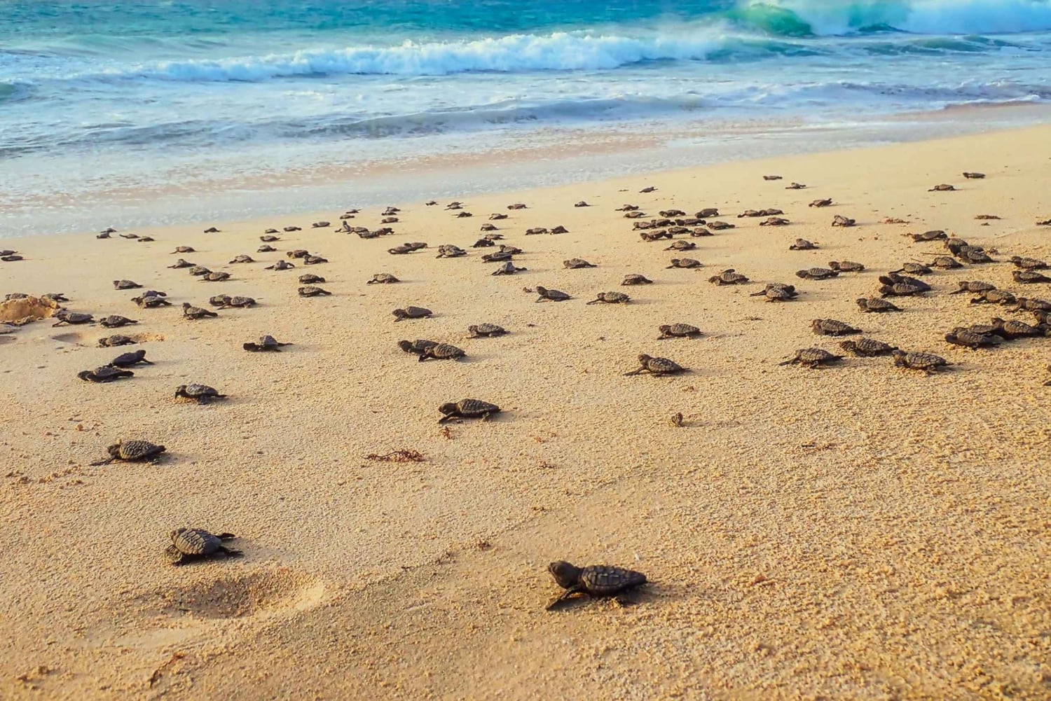 Boavista kuunvalossa: merikilpikonnien kokemus