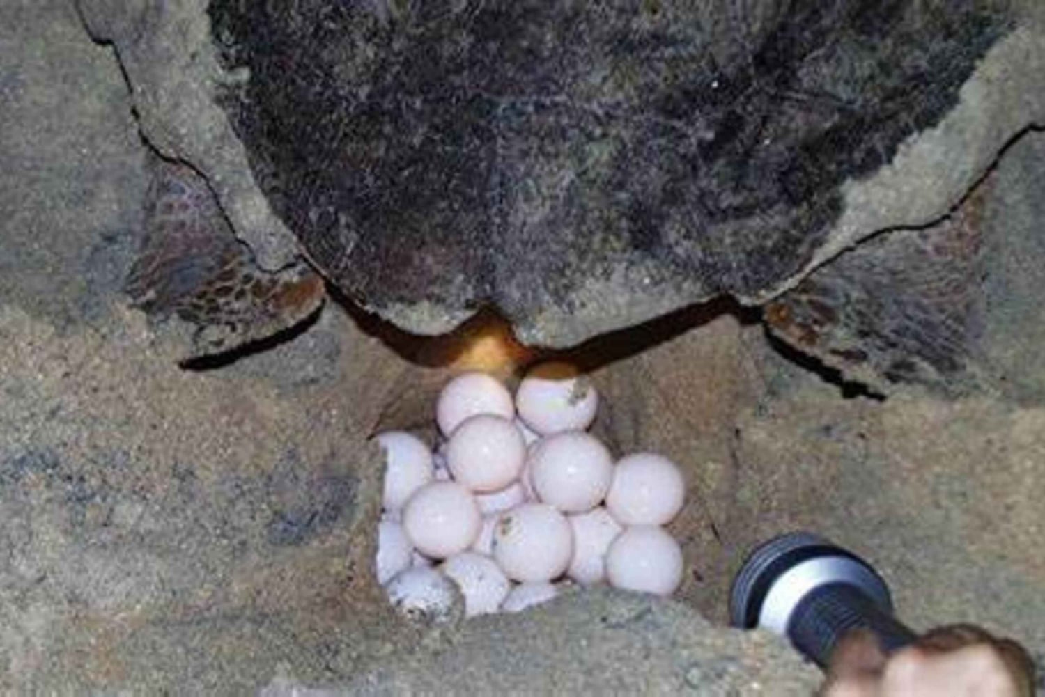 Boavista kuunvalossa: merikilpikonnien kokemus