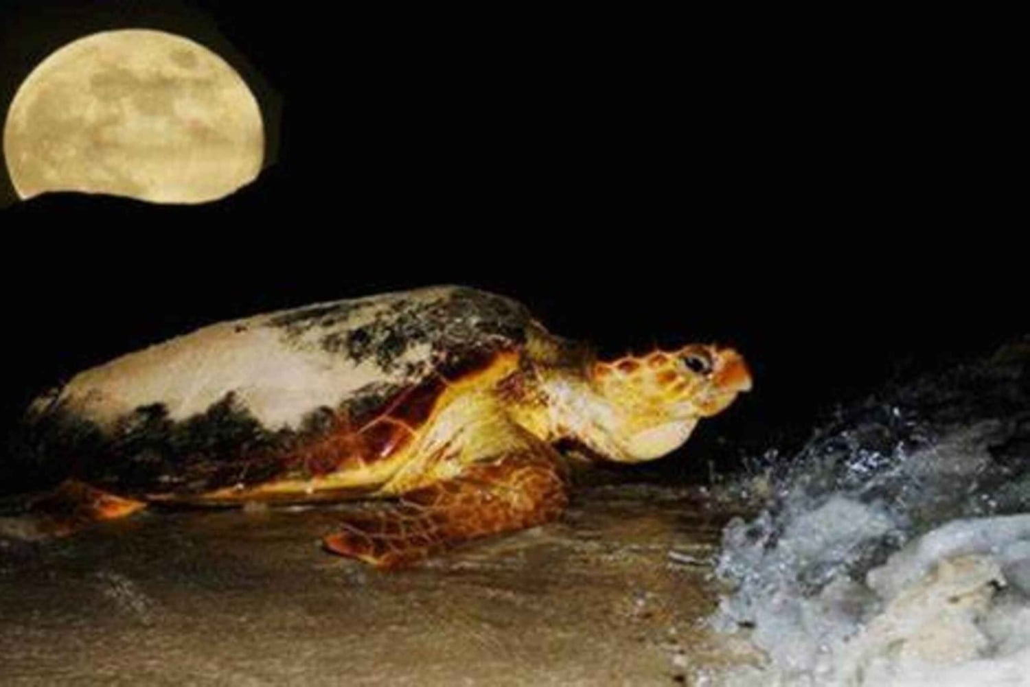 Boavista kuunvalossa: merikilpikonnien kokemus