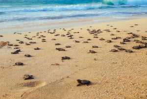 Boavista kuunvalossa: merikilpikonnien kokemus