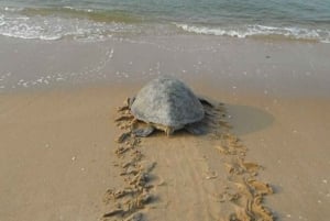 Boavista kuunvalossa: merikilpikonnien kokemus