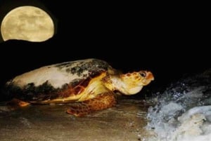 Boavista kuunvalossa: merikilpikonnien kokemus