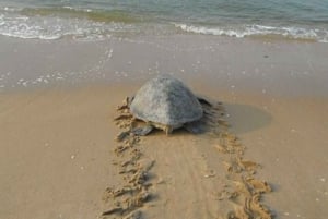 Boavista kuunvalossa: merikilpikonnien kokemus