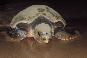 Boavista kuunvalossa: merikilpikonnien kokemus