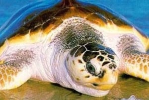 Boavista kuunvalossa: merikilpikonnien kokemus