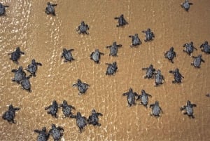 Boavista kuunvalossa: merikilpikonnien kokemus