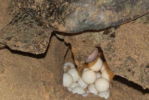 Boavista kuunvalossa: merikilpikonnien kokemus