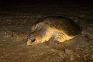 Boavista kuunvalossa: merikilpikonnien kokemus