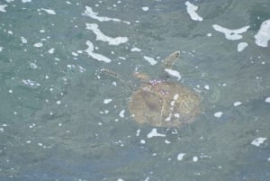 Boavista: Green Turtle & Shark Bay Sandboard Tour & Tasting