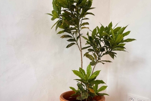 بوا فيستا: Origens Santa Mónica، تجربة الغداء والشاطئ