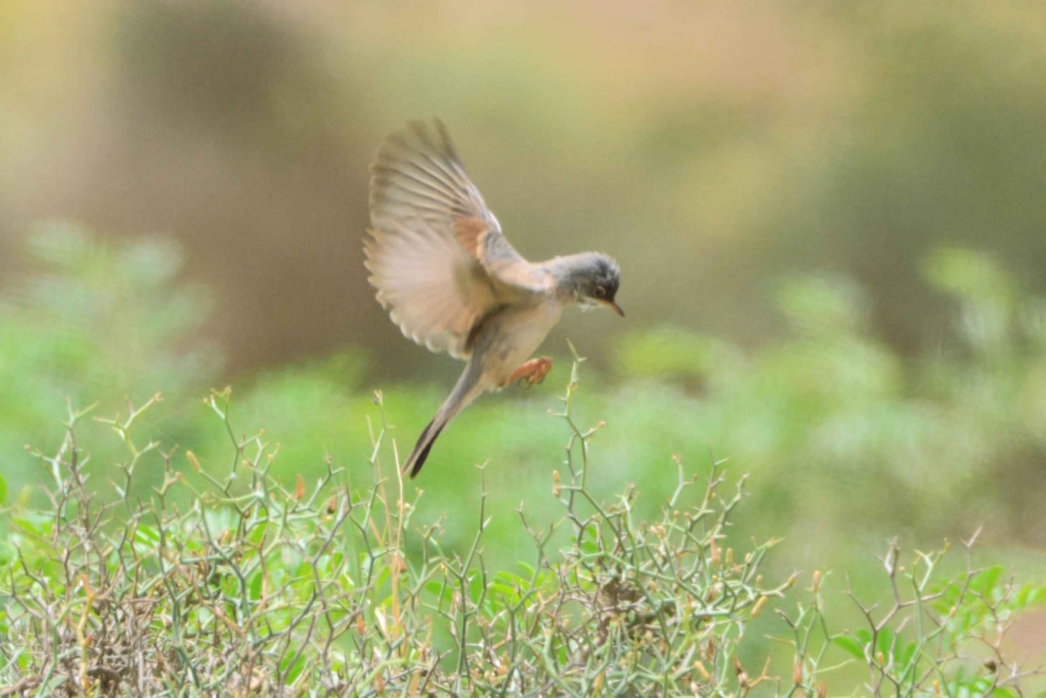 Boavista : expédition privée d'observation des oiseaux dans leur habitat naturel