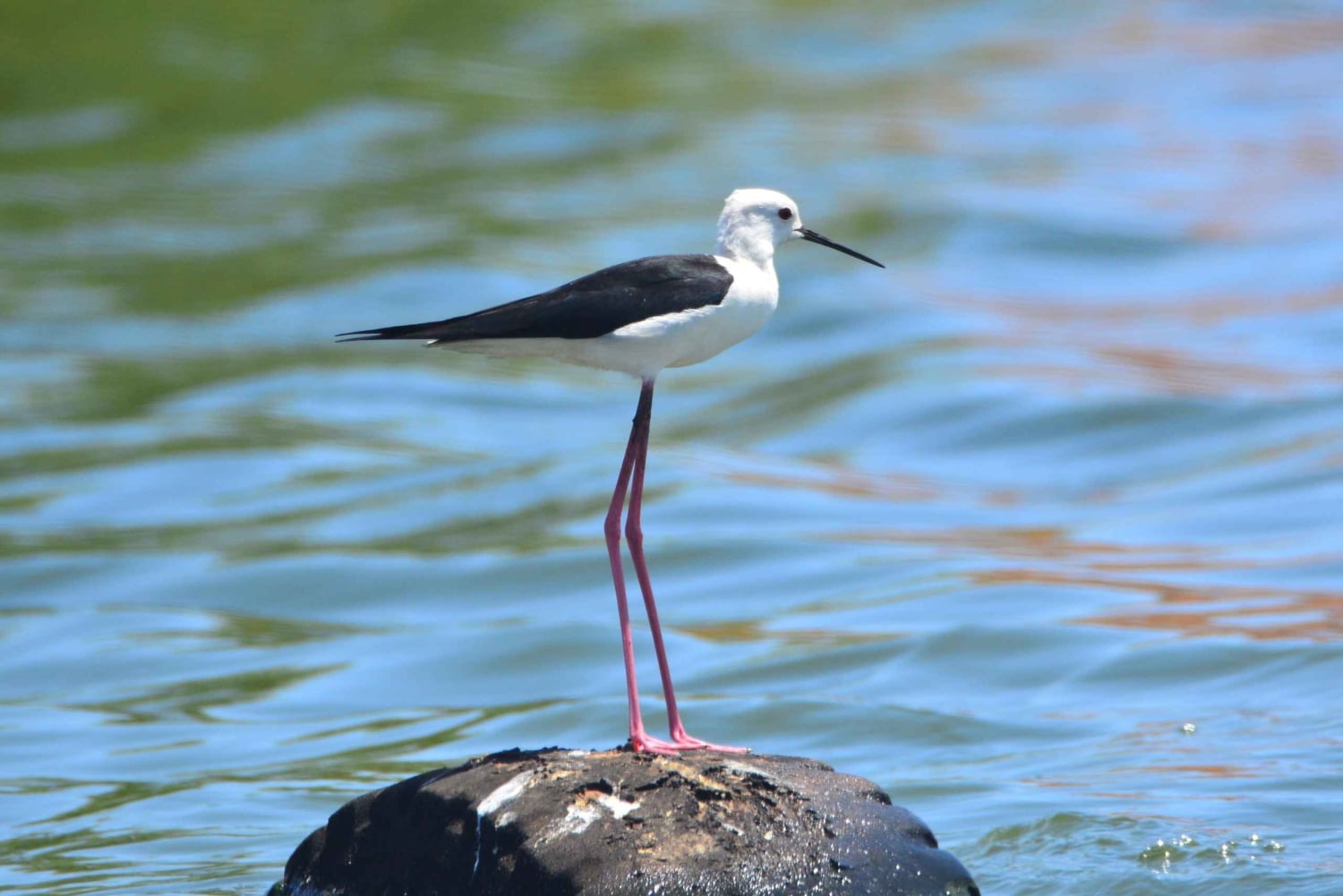 Boavista : expédition privée d'observation des oiseaux dans leur habitat naturel