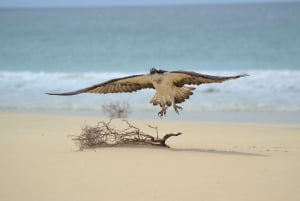 Boavista : expédition privée d'observation des oiseaux dans leur habitat naturel