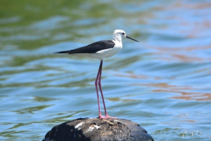 Boavista : expédition privée d'observation des oiseaux dans leur habitat naturel