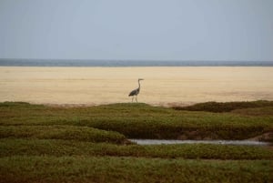 Boavista : expédition privée d'observation des oiseaux dans leur habitat naturel