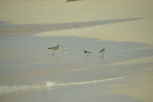 Boavista : expédition privée d'observation des oiseaux dans leur habitat naturel