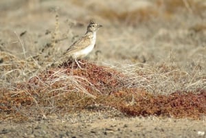 Boavista : expédition privée d'observation des oiseaux dans leur habitat naturel