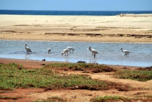 Boavista : expédition privée d'observation des oiseaux dans leur habitat naturel