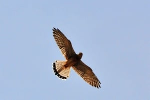 Boavista : expédition privée d'observation des oiseaux dans leur habitat naturel