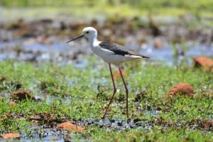 Boavista : expédition privée d'observation des oiseaux dans leur habitat naturel