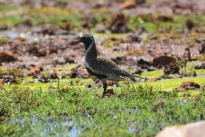 Boavista : expédition privée d'observation des oiseaux dans leur habitat naturel