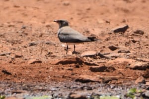 Boavista : expédition privée d'observation des oiseaux dans leur habitat naturel