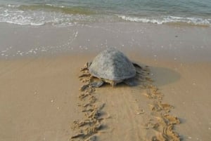 Sal Rei: Guided Turtle Watching