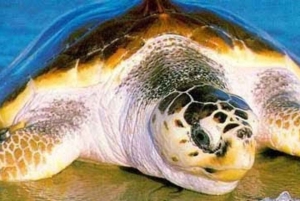 Sal Rei: Guided Turtle Watching
