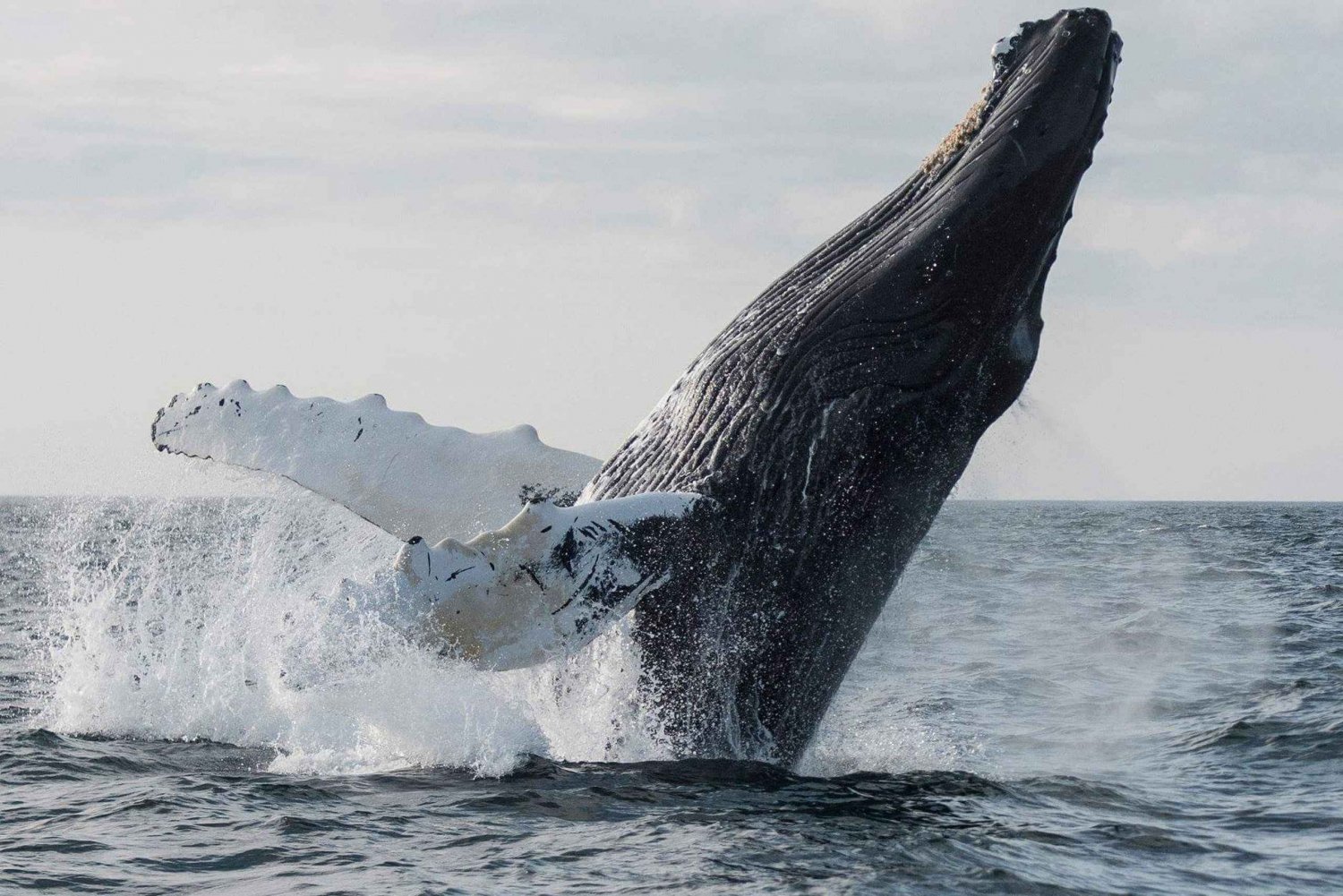 Boavista: Whale Watching per Zodiac