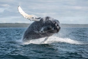 Boavista: Whale Watching per Zodiac